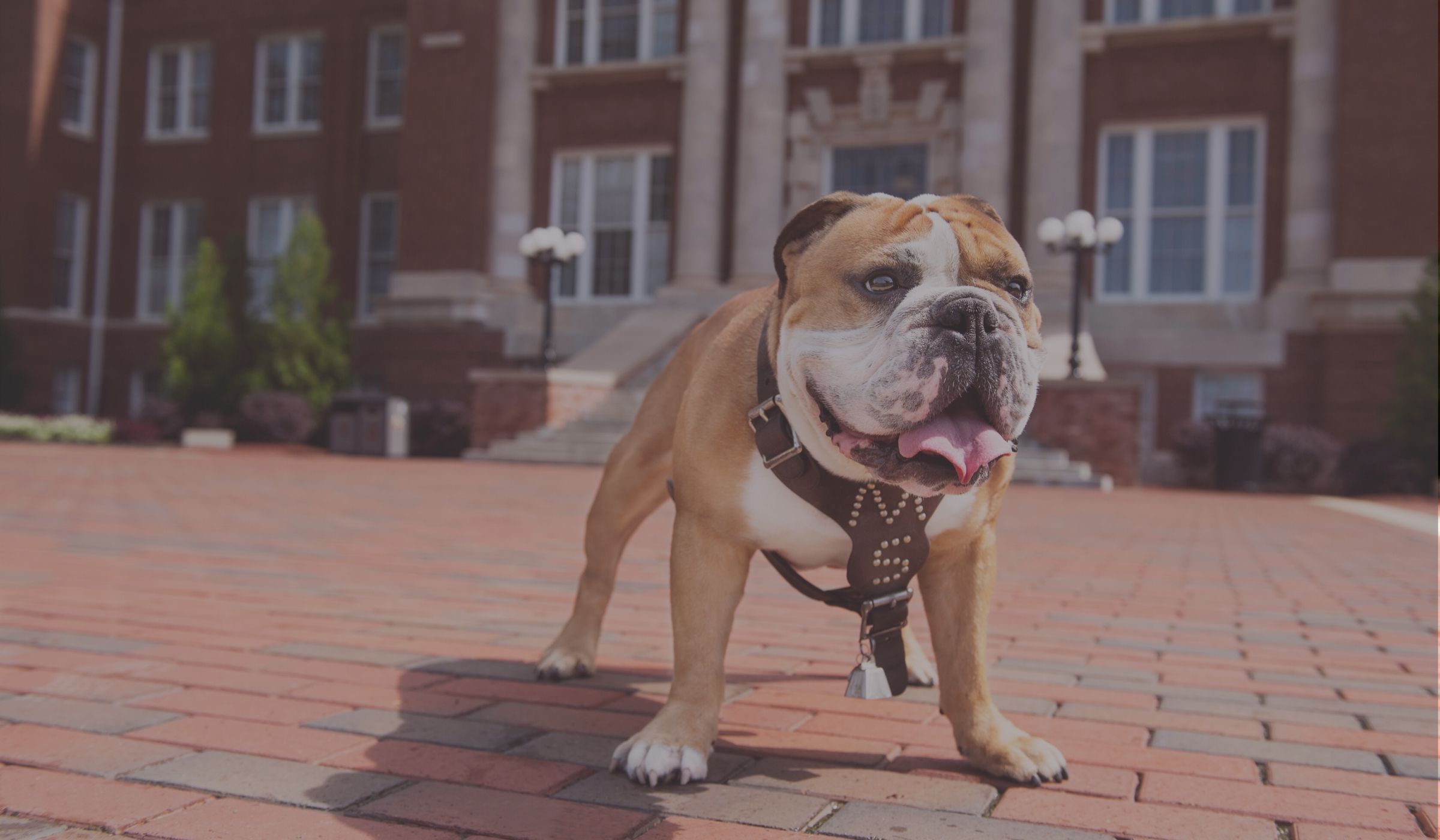 Updates to GRE, GMAT, & TOEFL Requirements for Summer and Fall 2020